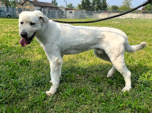 BELLE BELLISSIMO MAREMMANO Foto 3